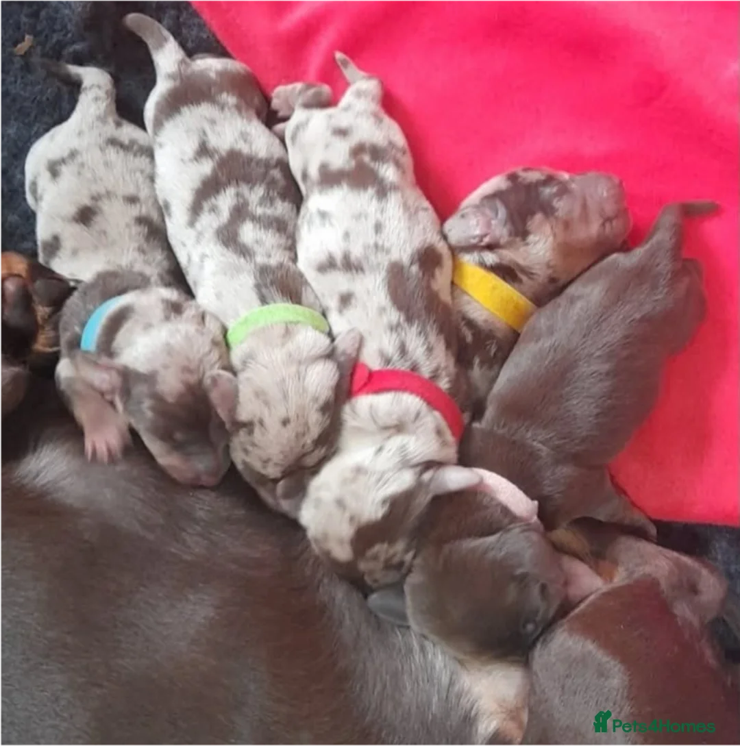 Miniature Dachshund dogs for stud: Daschund Stud KC Prince ♥️ in Liverpool - Advert 8