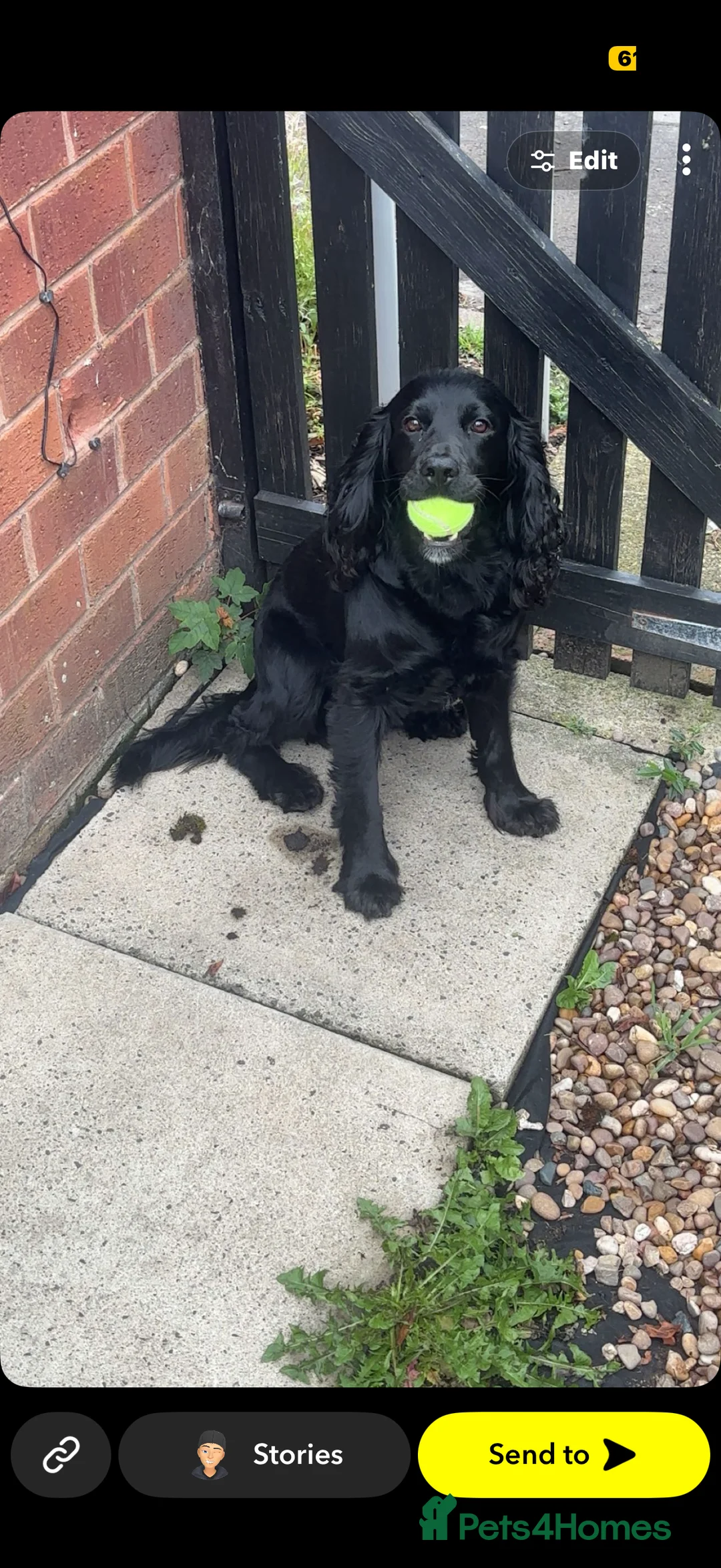Cocker Spaniel dogs for sale: 2 cocker spaniels  in Shildon - Advert 2
