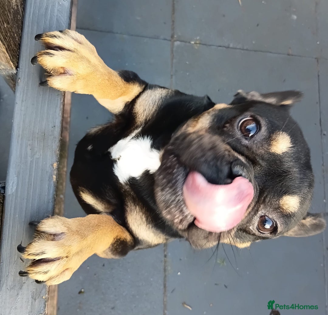 French Bulldog dogs for sale: French bulldog 16 months old  - Advert 4