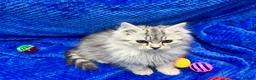 Siberian cats for sale: 🩶🩶Stunning Silver Traditional Siberian’s🩶🩶 - Advert 11