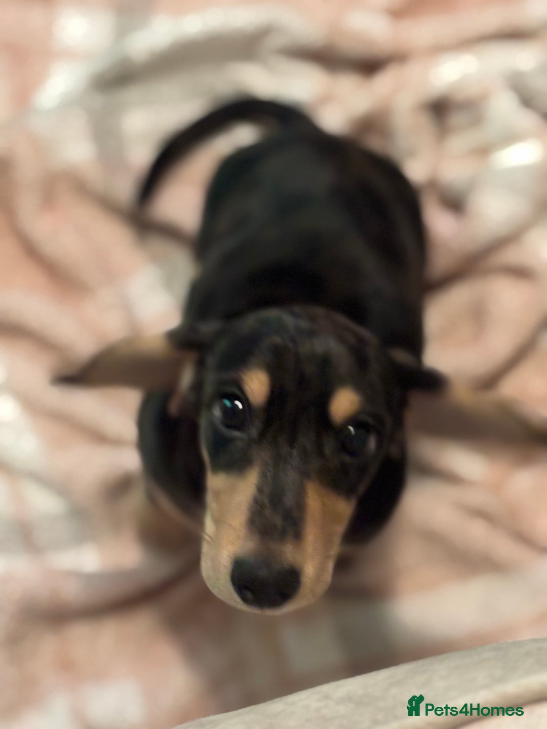 Miniature Dachshund dogs for sale: KC Registered Miniature dachshund  - Advert 3