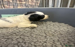 Cocker Spaniel dogs for sale: Two cocker spaniel litters for sale - Image 8