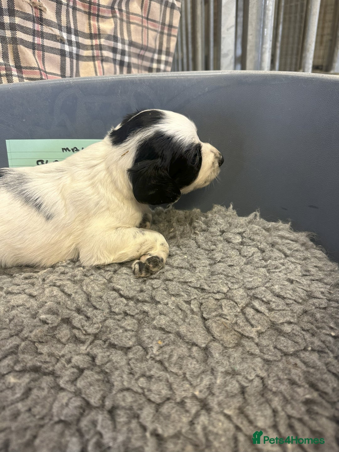 Cocker Spaniel dogs for sale: Two cocker spaniel litters for sale - Image 8