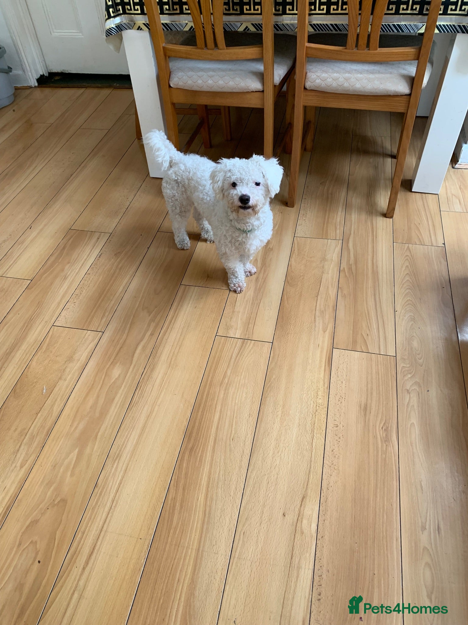 Bichon Frise dogs bichon frise - Advert 1
