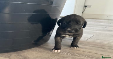 Mixed Breed dogs WOLFADOODLE F1B REVERSE. IRISH WOLFHOUND X  - Advert 2