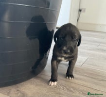 Mixed Breed dogs WOLFADOODLE F1B REVERSE. IRISH WOLFHOUND X - Advert 2