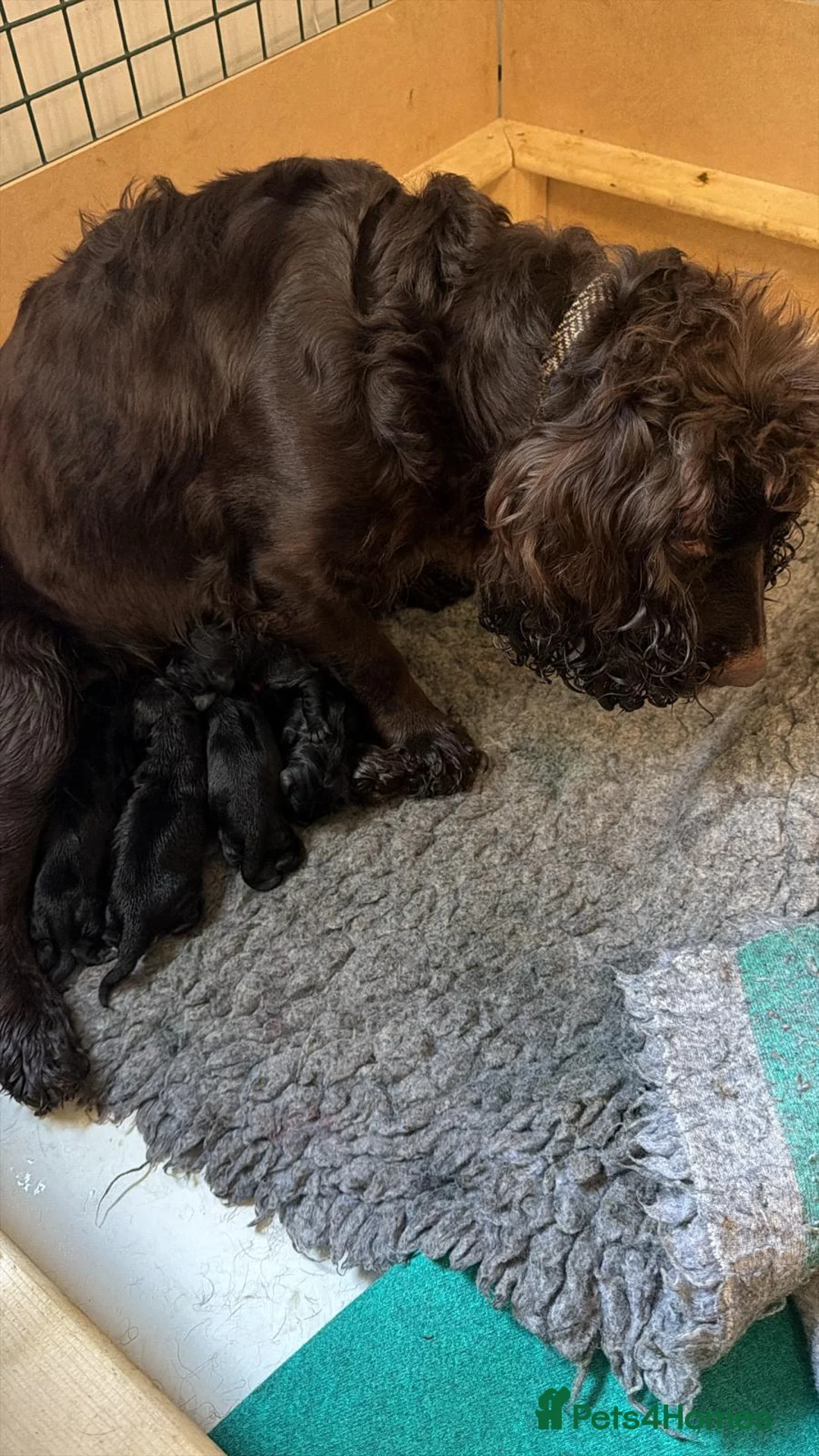 Cocker Spaniel dogs for sale: Cocker spaniel  - Advert 1