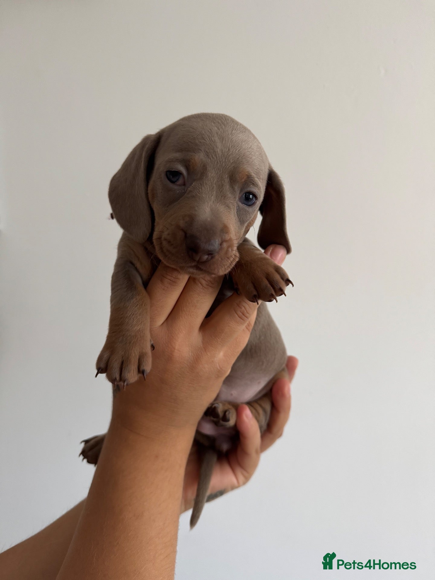 Miniature Dachshund dogs Amazing Pure Miniature Dachshund for sale!   - Advert 11