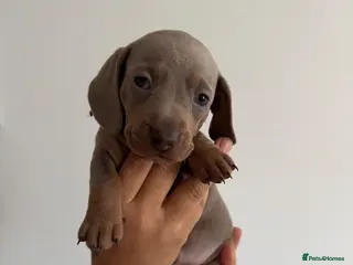 Miniature Dachshund dogs Amazing Pure Miniature Dachshund for sale! - Advert 5
