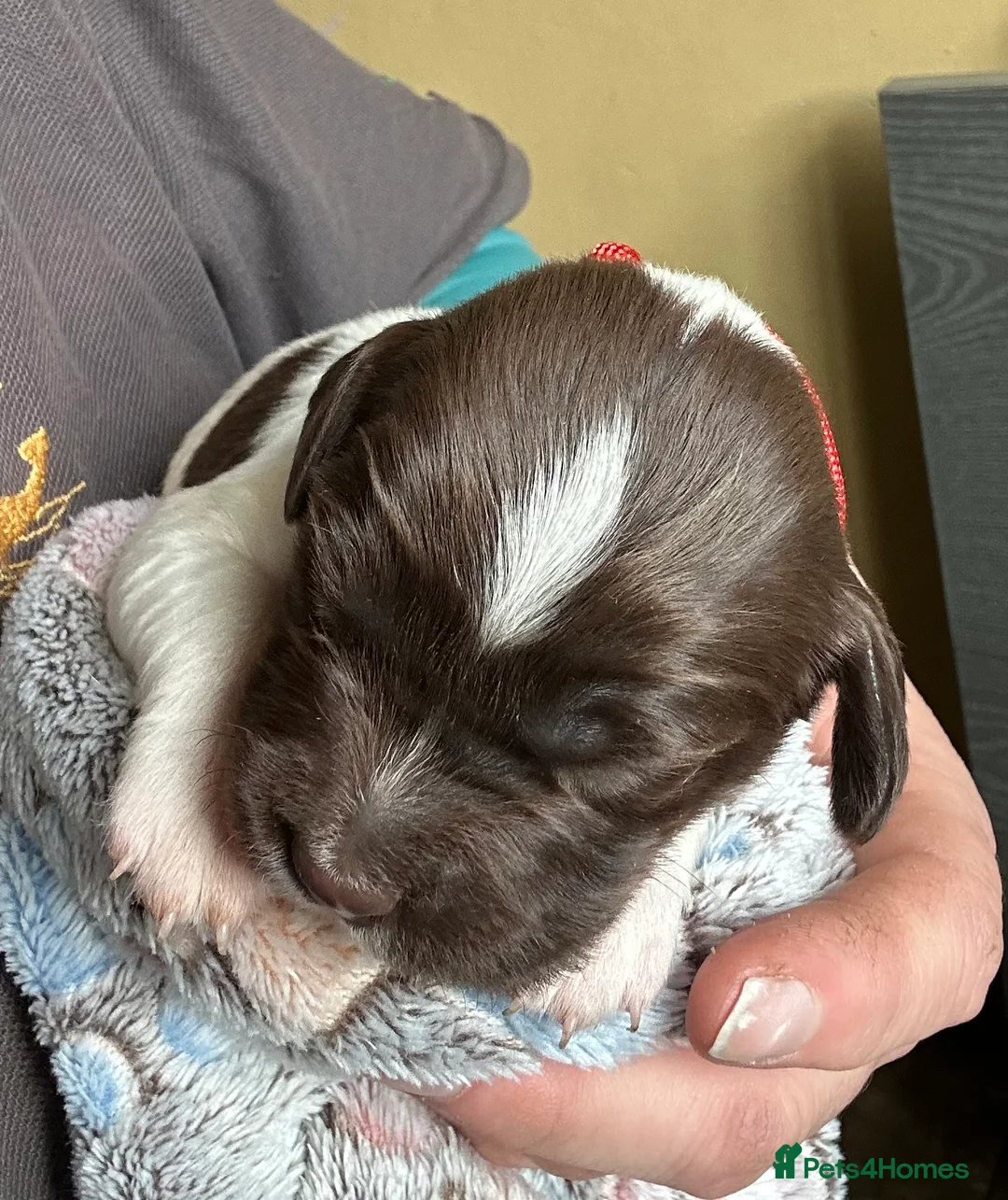 English Springer Spaniel dogs for sale: Stunning KC Reg ESS puppies with FTCH sire. - Advert 6