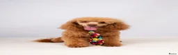 Cavapoo dogs for sale: 🐾 Beautiful Ruby Red F2B Toy Cavapoo Puppies 🐾 - Advert 3