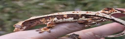 Gecko reptiles for sale: Various crested geckos - Advert 20