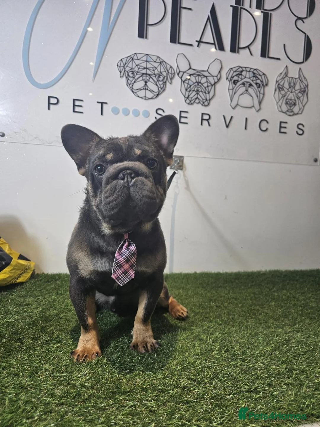 French Bulldog dogs for stud: 🐾💙 RANDY AVAILABLE AT STUD INCLUDE MATING & SCAN in Burton-on-Trent - Advert 1