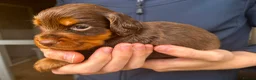 Cocker Spaniel dogs for sale: Champion Bred Litter of Working Cocker Spaniels  - Advert 19