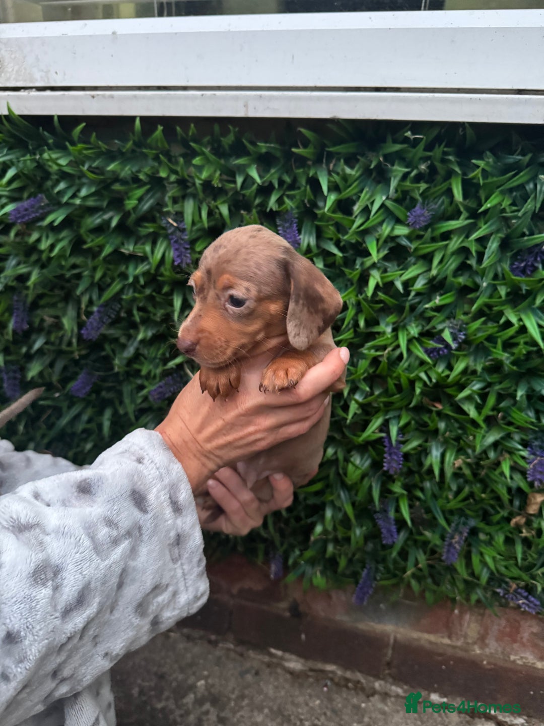 Miniature Dachshund dogs for sale: Kc reg miniature dachshund  - Image 5