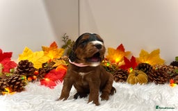 Cockapoo dogs for sale: 🌟Rare Reverse F1B Sable🌟DNA CLEAR Mini Cockapoos - Image 17
