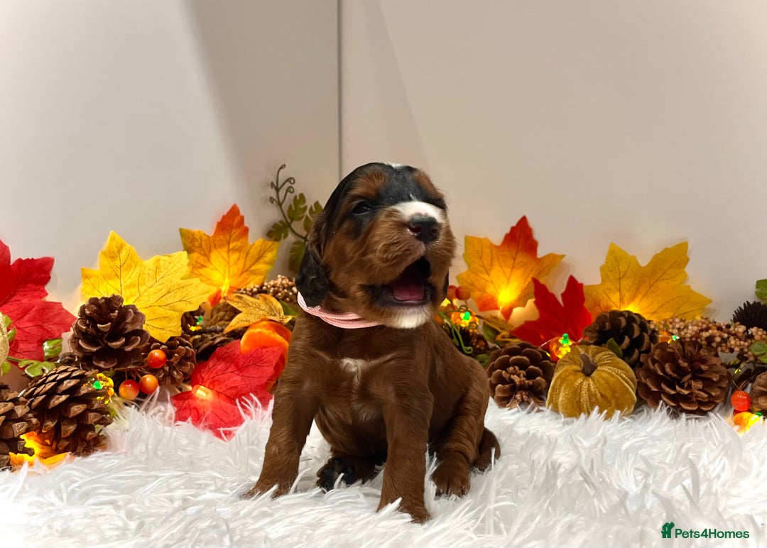 Cockapoo dogs for sale: 🌟Rare Reverse F1B Sable🌟DNA CLEAR Mini Cockapoos - Image 17