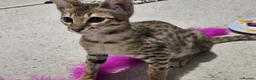 Savannah cats for sale: F4 savannah  - Advert 2