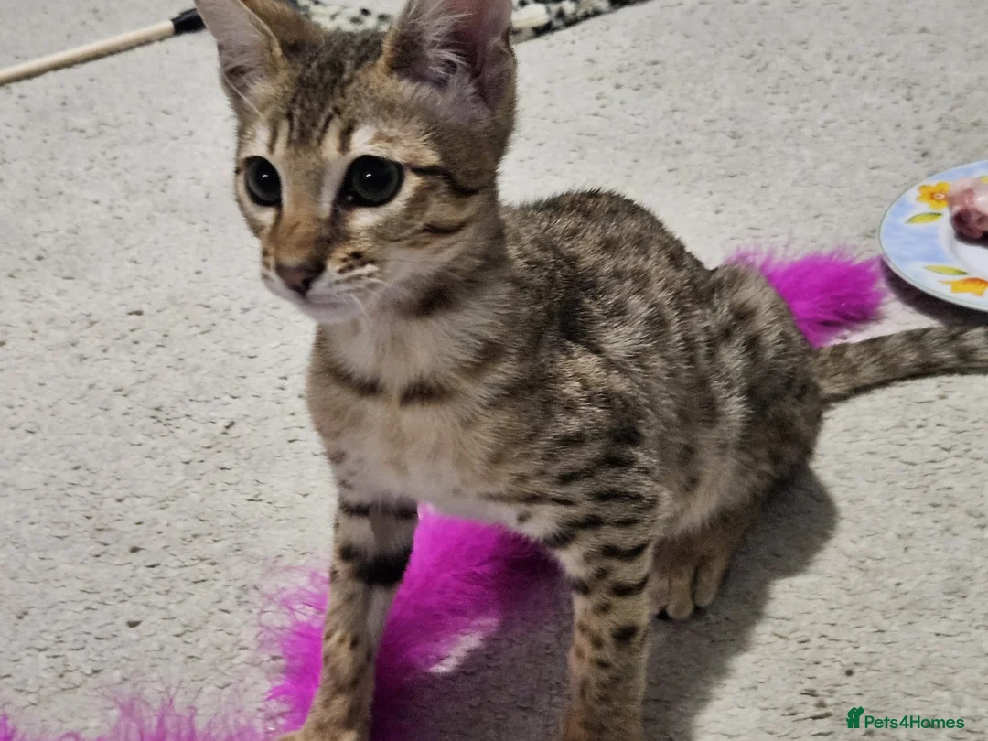Savannah cats for sale: F4 savannah  - Advert 2