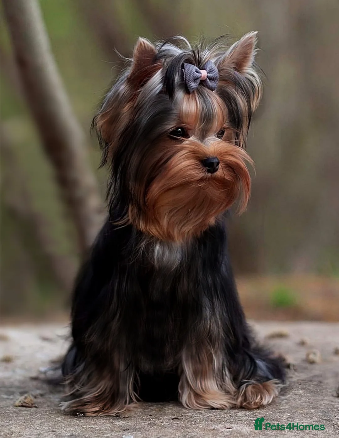 Yorkshire Terrier dogs for sale: YORKSHIRE TERRIERS DUE 27 May DNA TESTED PARENTS - Advert 3