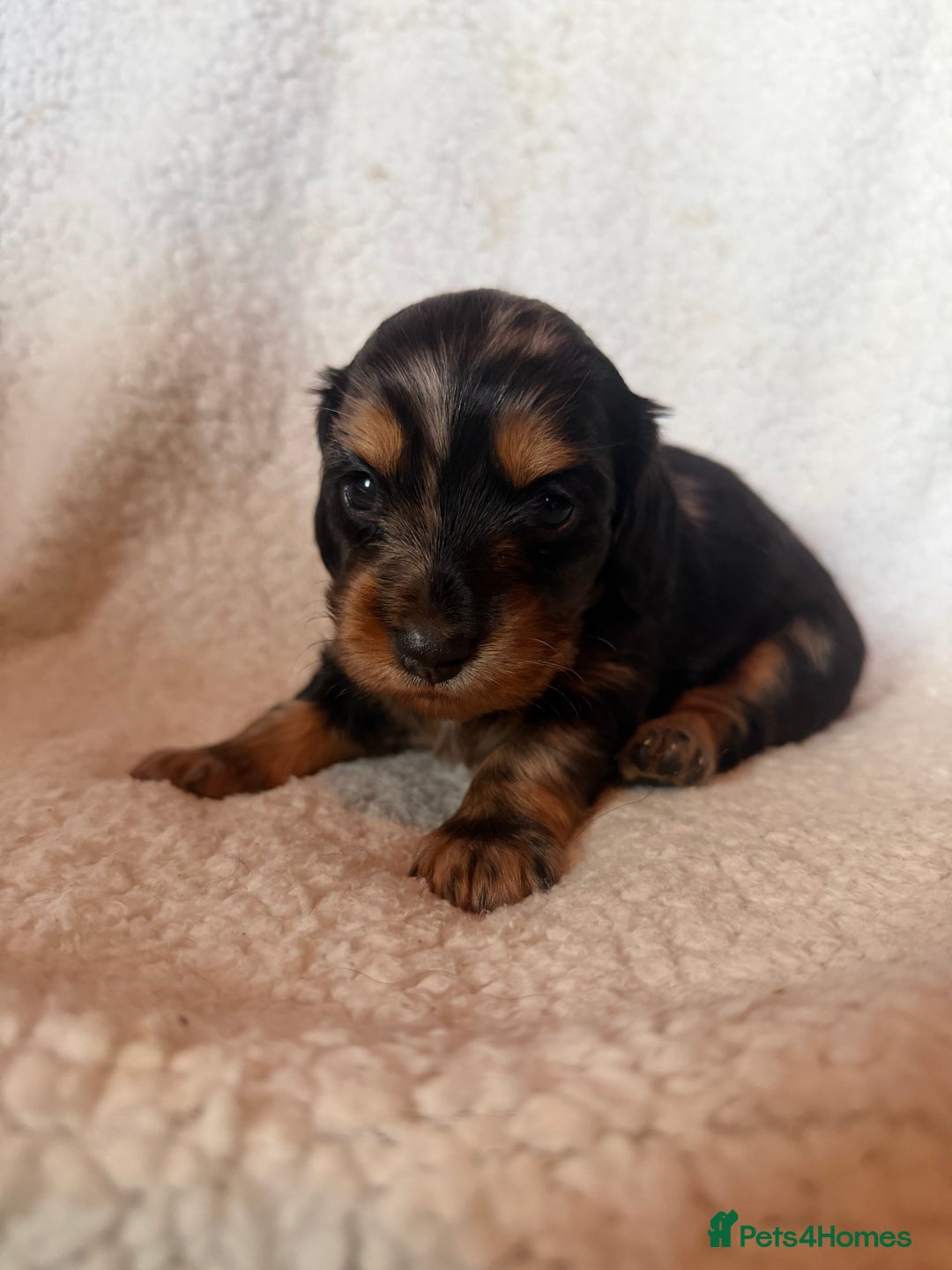 Miniature Dachshund dogs for sale: Beautiful KC silver dapple longhair miniature girl - Advert 16