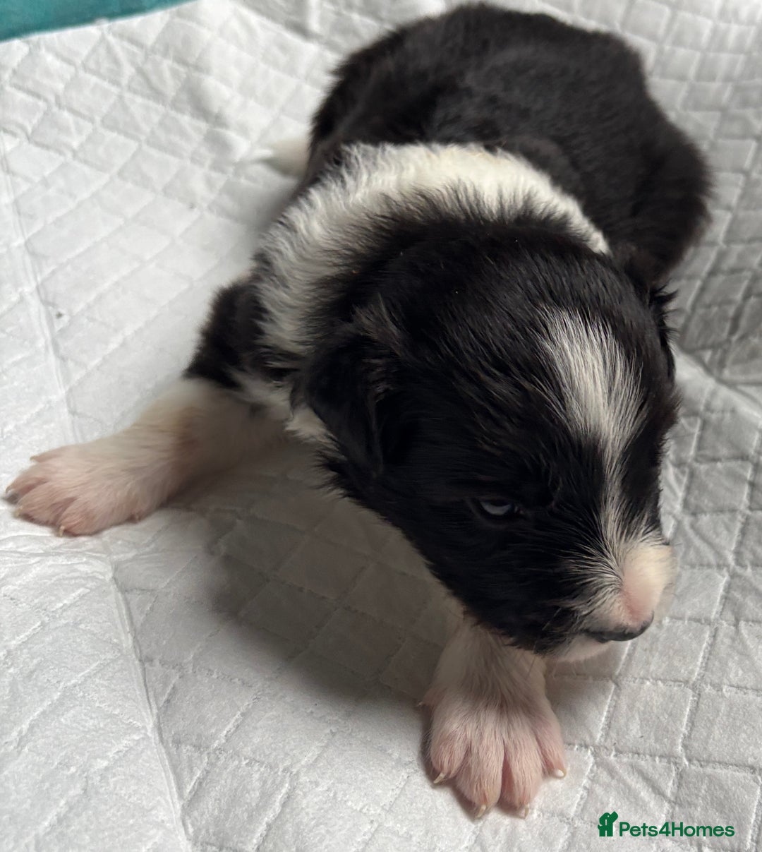 Border Collie dogs for sale:  Long Haired KC Reg Border Collie puppies for sale - Image 32