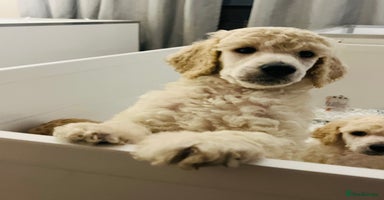 Standard Poodle dogs - Advert 1