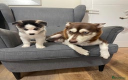 Mixed Breed dogs for sale: MIRO❤️ - Image 11