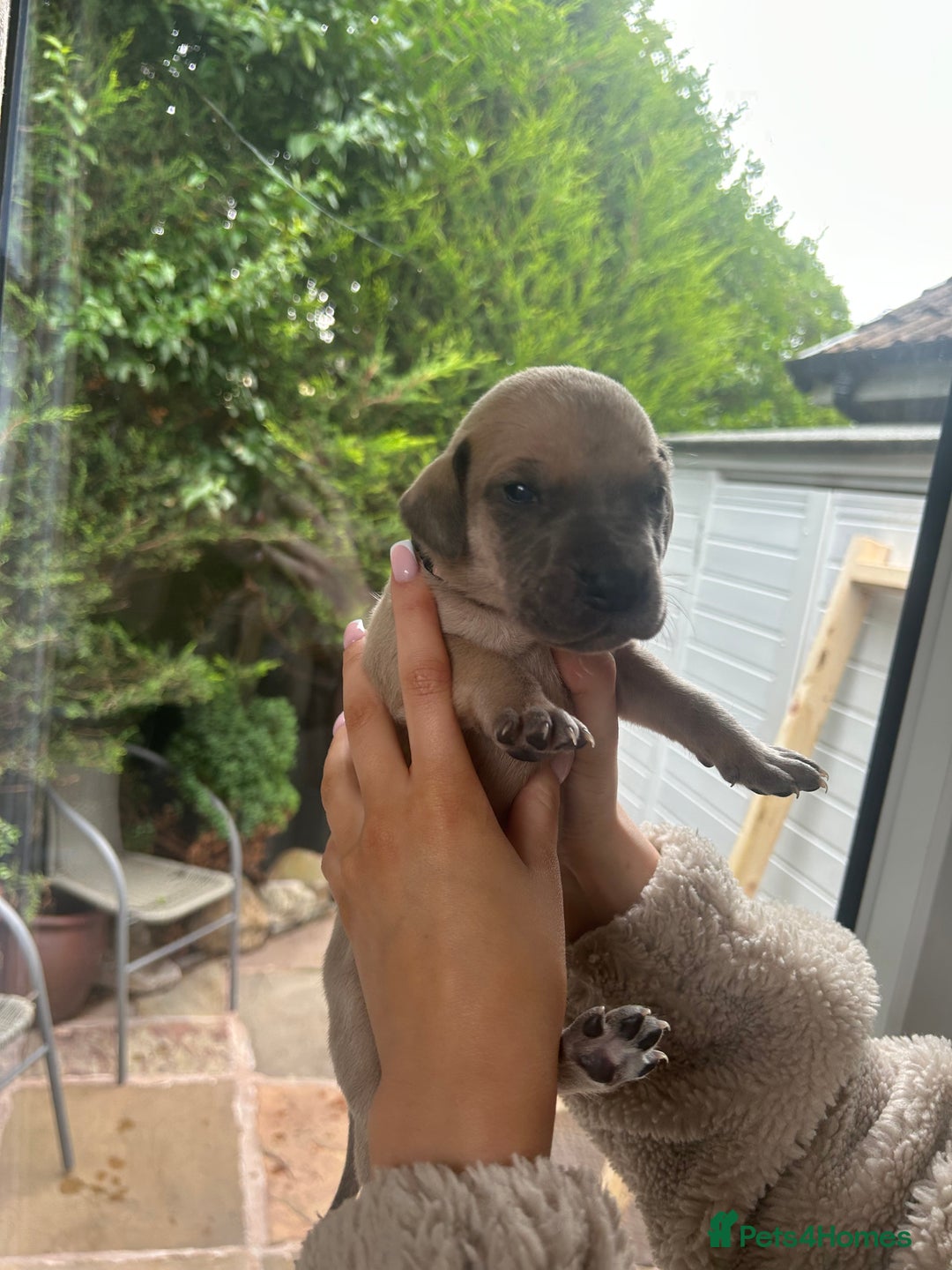 Great Dane dogs for sale: Champion Great Dane puppies for sale - Image 25