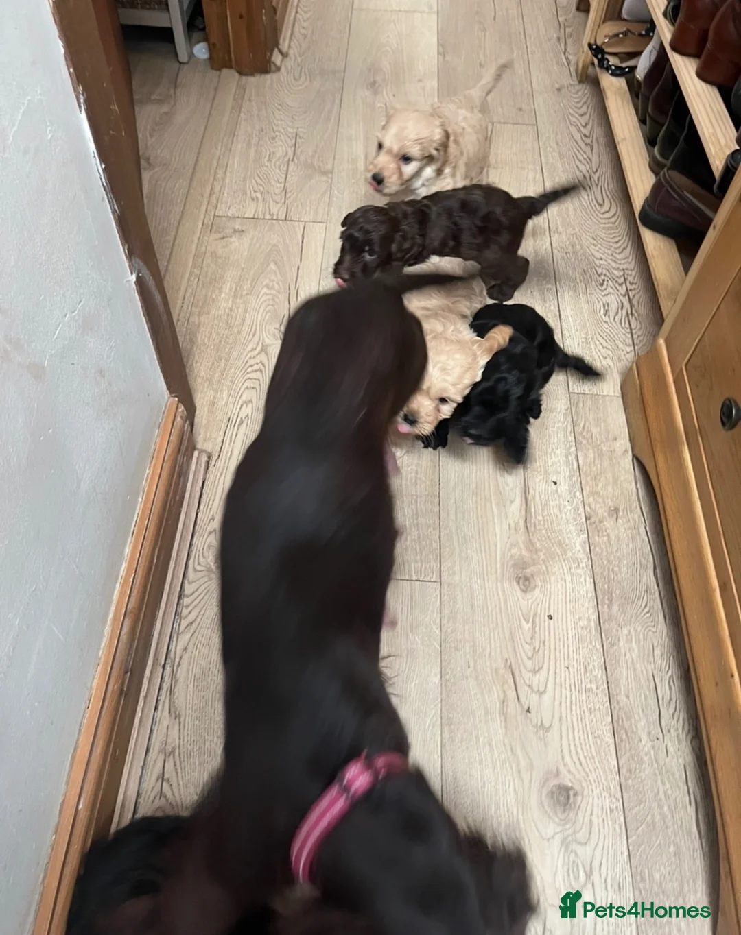 Cockapoo dogs for sale: Lovely F1 Cockapoos in Radstock - Advert 24