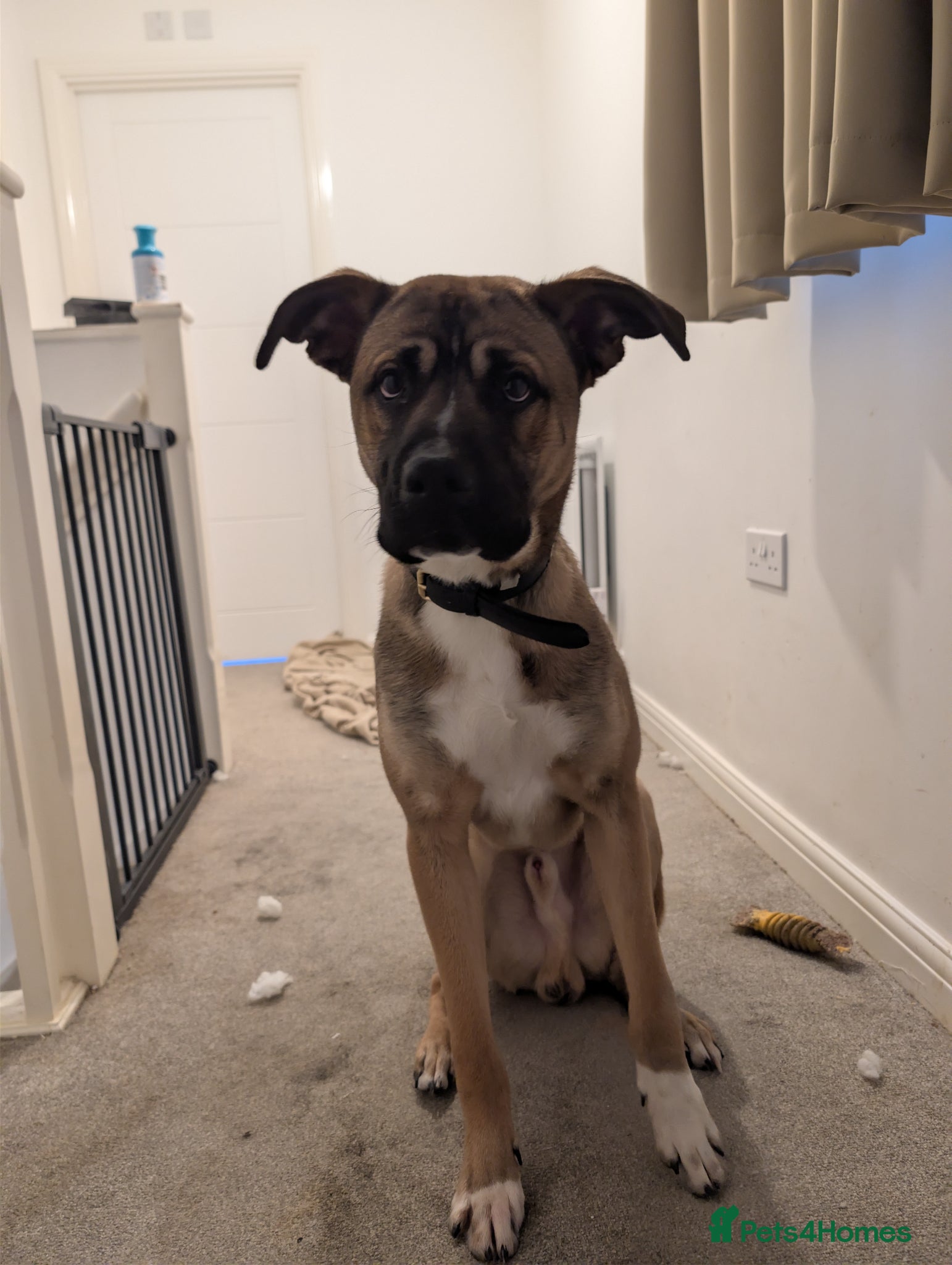 Mixed Breed dogs Meet Ozzy the softestAkita x Cane - Advert 16