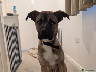 Mixed Breed dogs Meet Ozzy the softestAkita x Cane - Advert 16