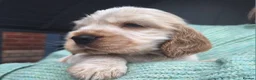 Cocker Spaniel dogs for sale: Last KC Registered Cocker Spaniel Puppy *SOLD ** - Advert 11