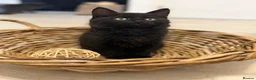 Mixed Breed cats for sale: Gorgeous fluffy male, ready - Advert 4