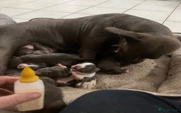Staffordshire Bull Terrier dogs for sale: Staffordshire -Blue  Puppies  for sale   - Image 4