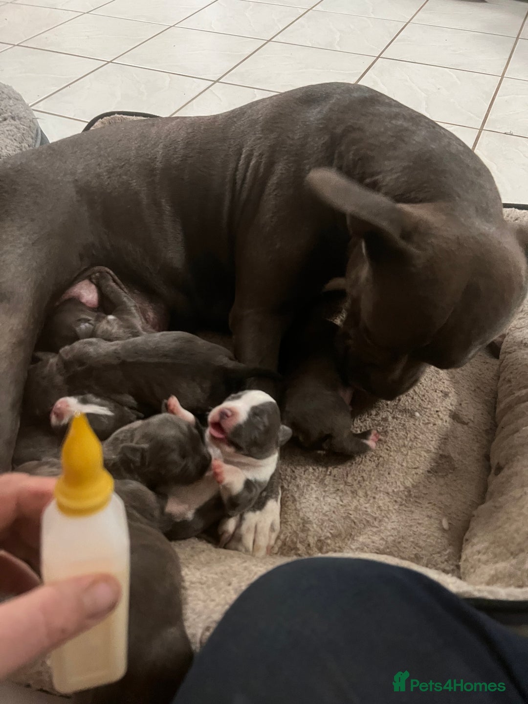 Staffordshire Bull Terrier dogs for sale: Staffordshire -Blue  Puppies  for sale   - Image 4