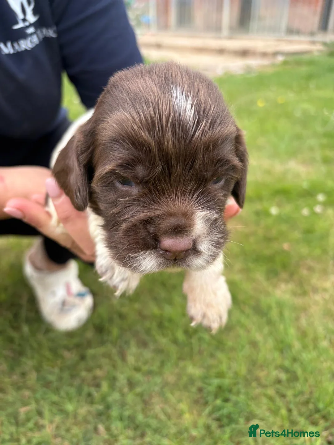 English Springer Spaniel dogs for sale: Spinger spaniels looking for a forever home - Advert 2