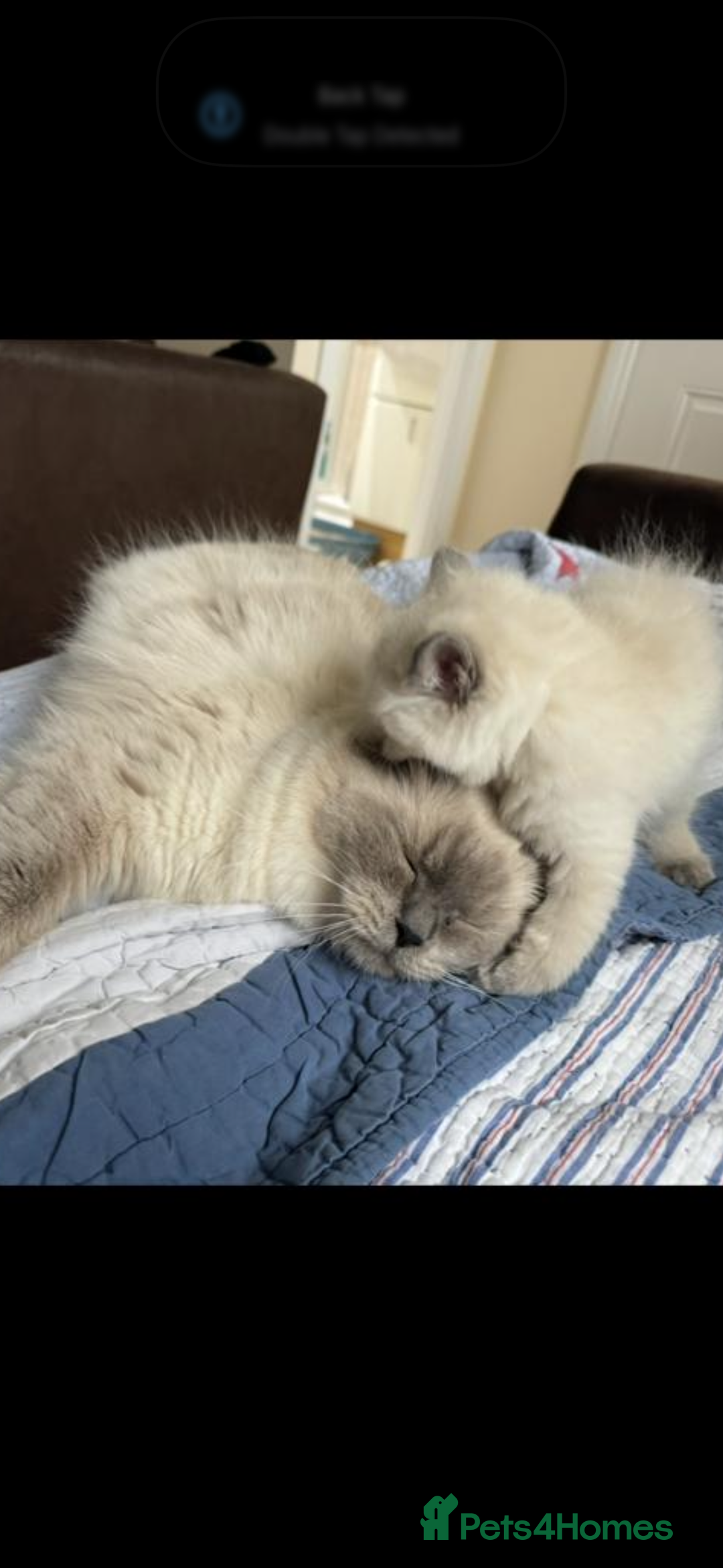 Ragdoll cats for sale: Stunning GCCF reg ragdoll kittens available now  - Image 7