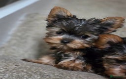 Yorkshire Terrier dogs for sale: 🌸 🐶Adorable Puppies Looking for Homes 🌸 - Image 10