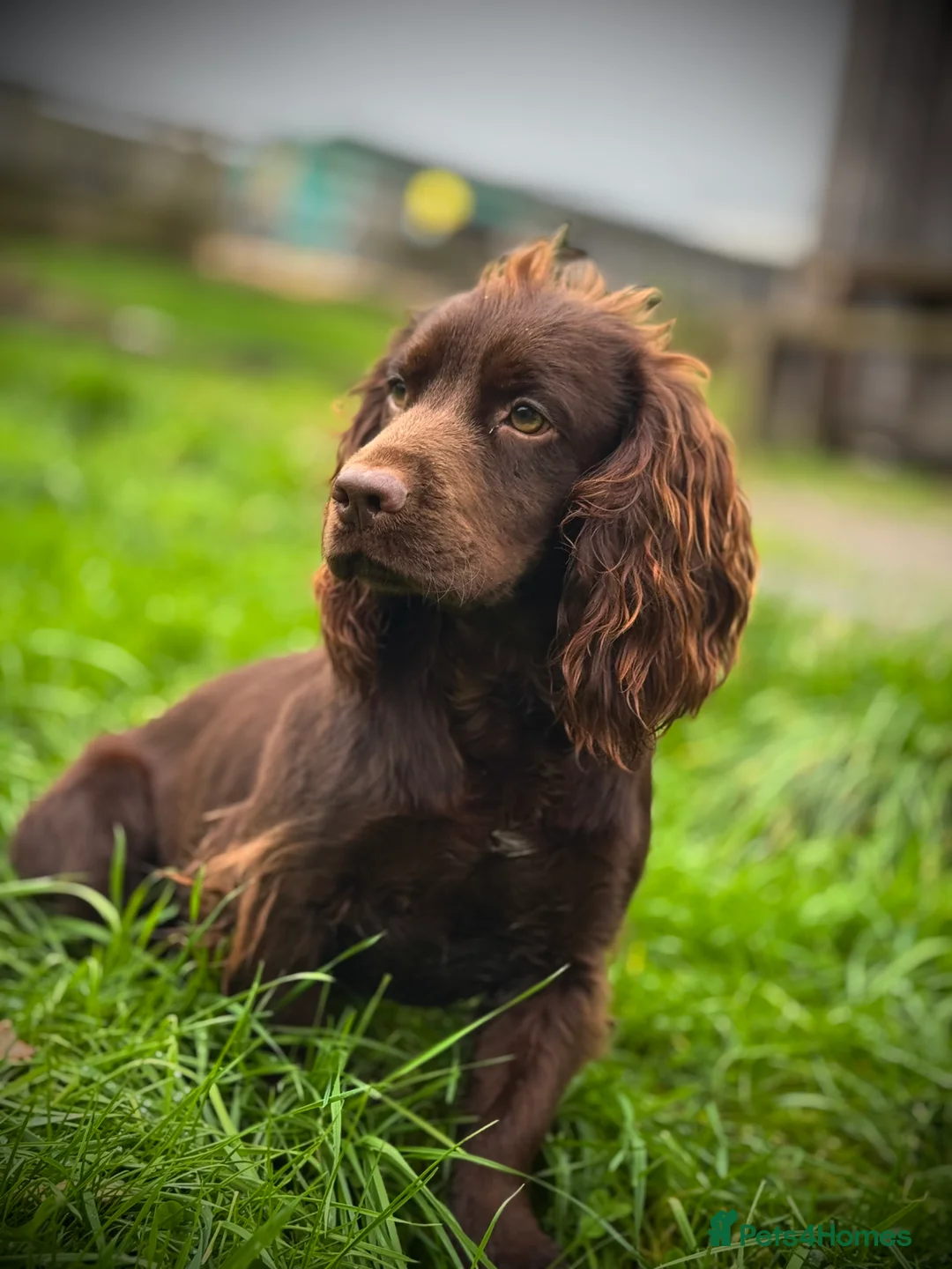 Cocker Spaniel dogs for stud: Chocolate cocker stud - Advert 3