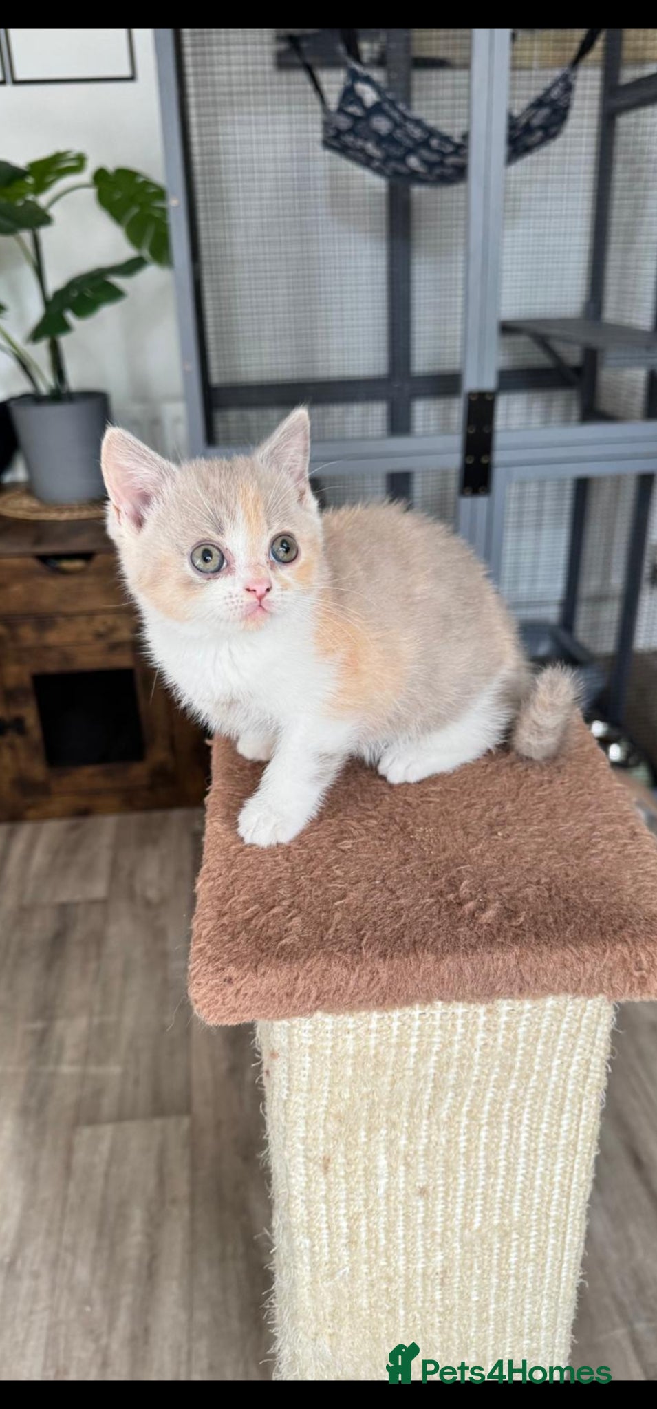British Shorthair cats Beautiful British shorthair kittens, 1 female left - Advert 1