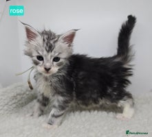Maine Coon cats Maine Coon Kittens Silver Imported Shaded Lines - Advert 3