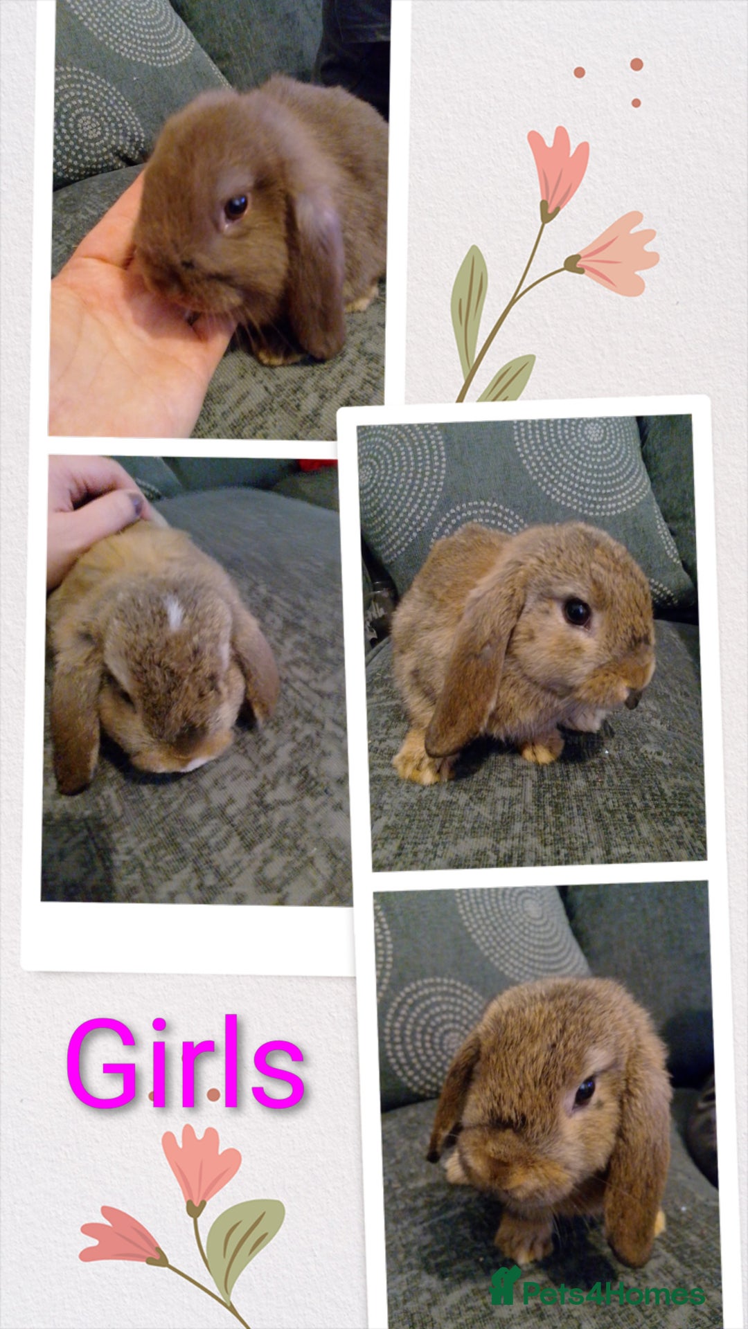 Mini Lop rabbits for sale: Beautiful Mini Lop Bunnies for sale  - Image 3