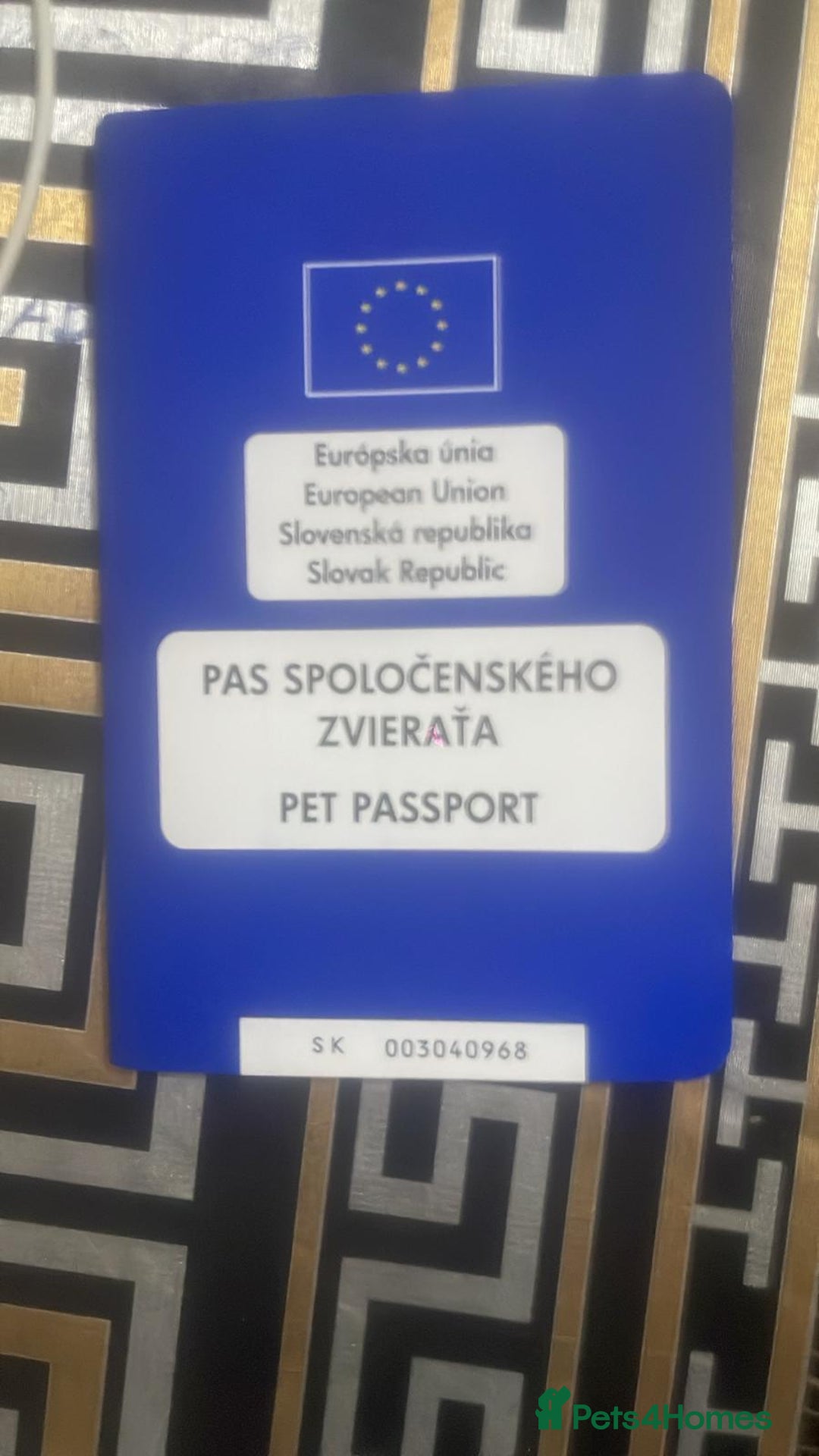 Golden Retriever dogs for sale: For sale Golden retriever  - Image 7