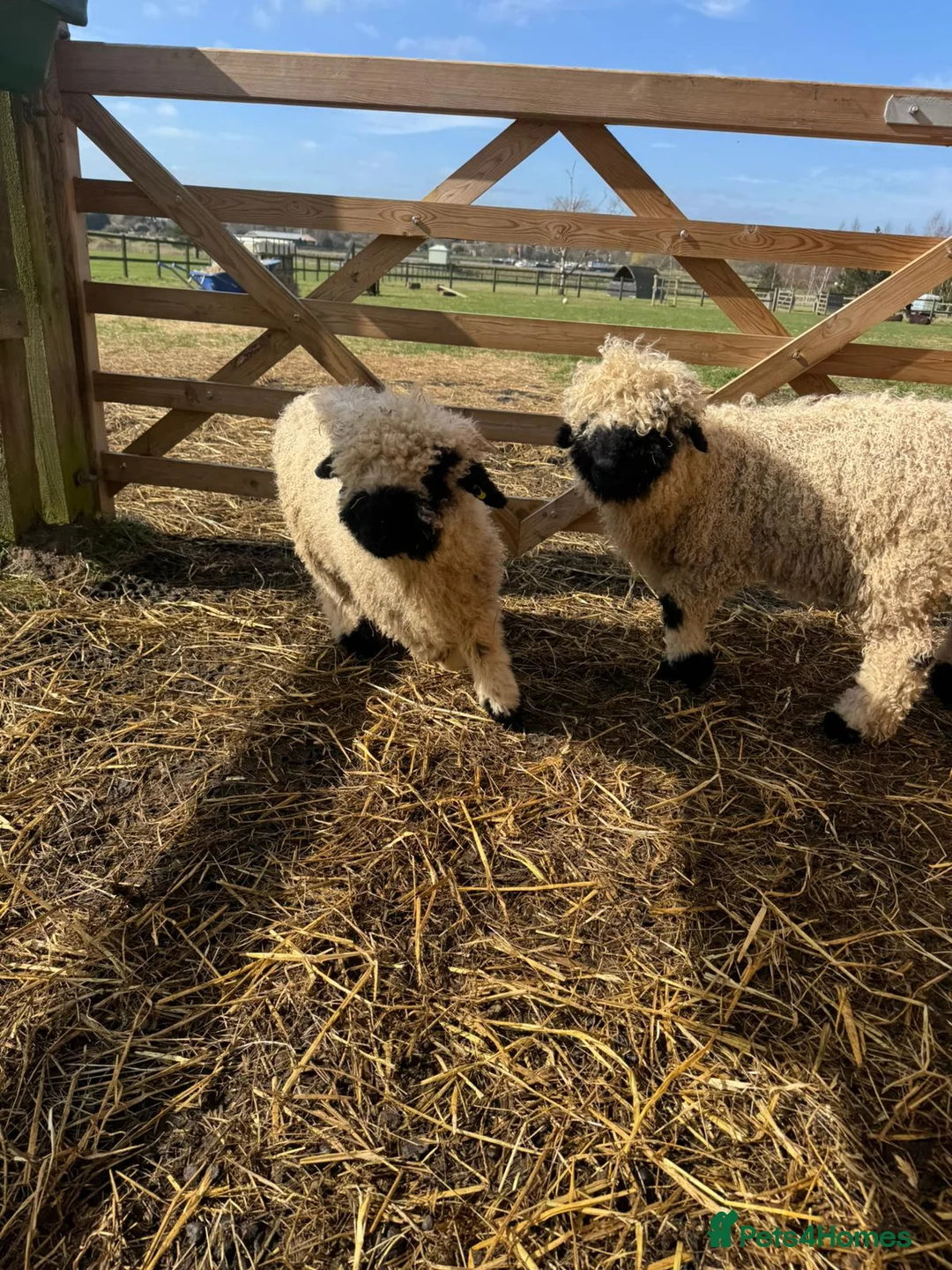 Sheep livestock for sale: 4 Pedigree Valais Blacknose Lambs for sale in Woodbridge - Advert 9