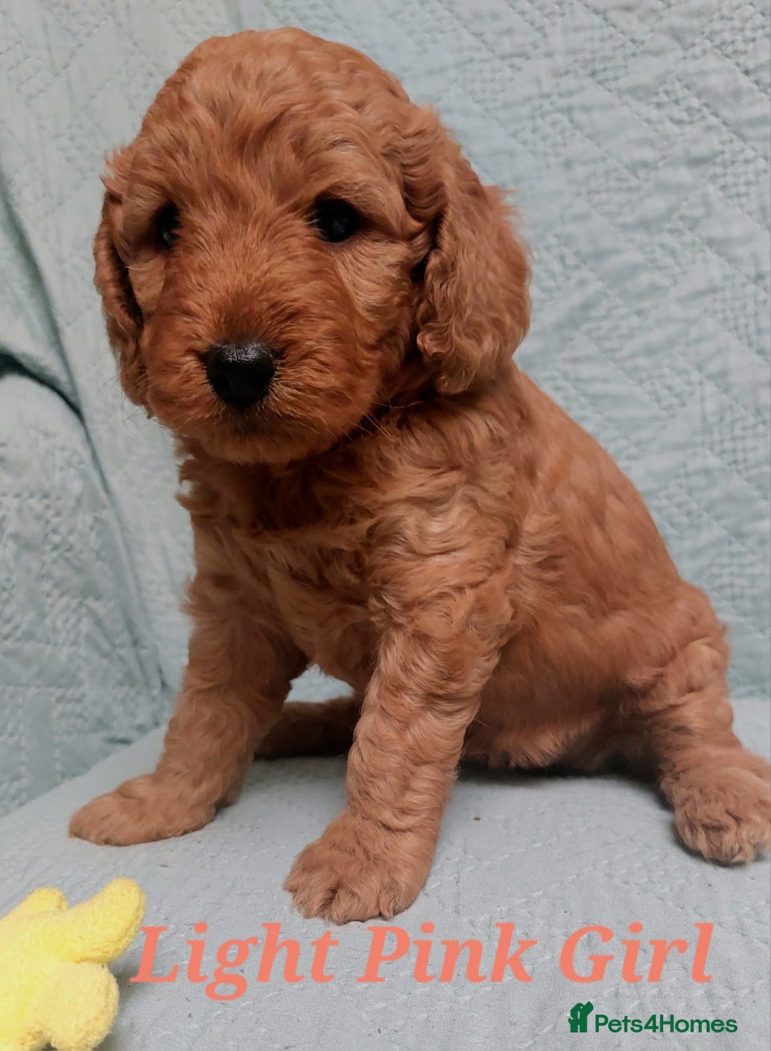Cockapoo dogs for sale: Happy healthy cockapoo pups F1B DNA tested parents - Advert 5