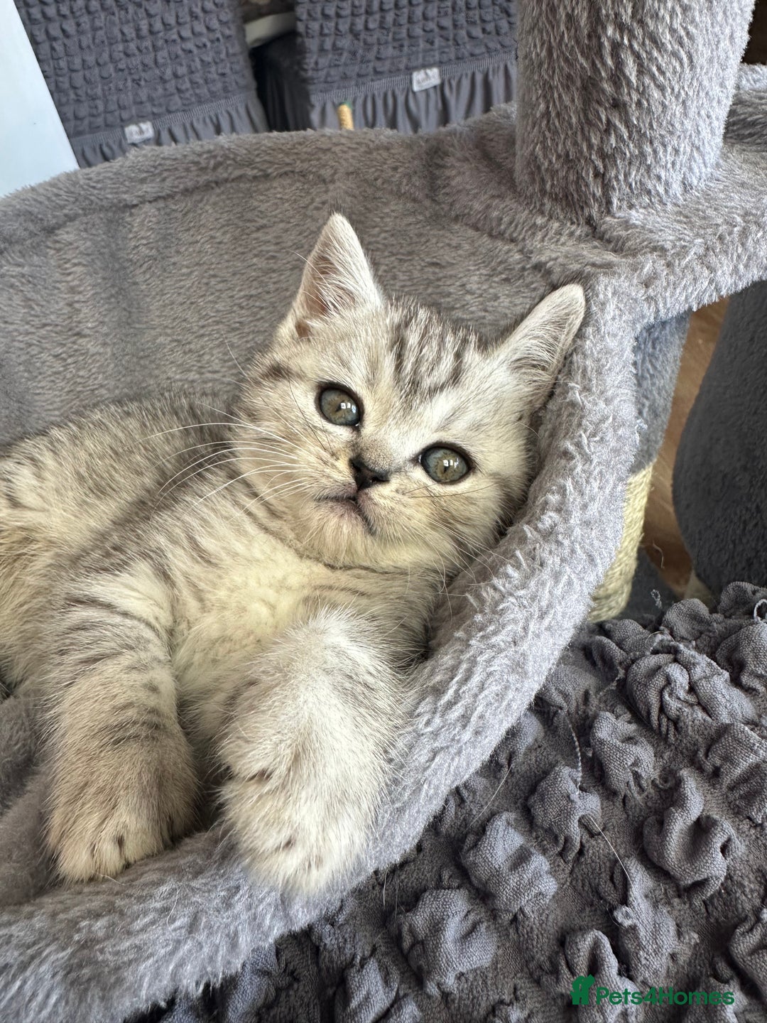 Scottish Fold cats for sale: !🆘🆘Scottish shorthair (silver chinchilla)❤️❤️❤️ - Image 5