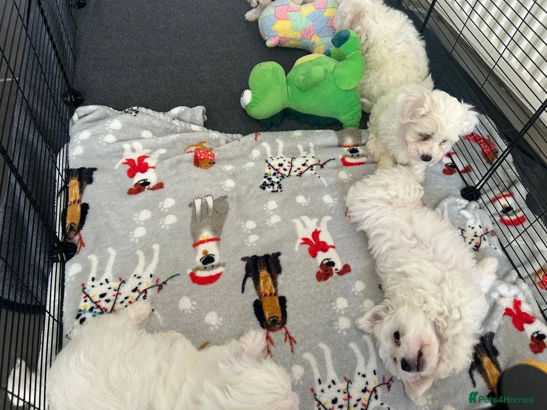 Bichon Frise dogs for sale: Bichon frise - Advert 2