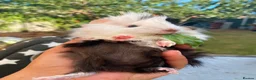 Guinea Pig rodents for sale: Bonded teddy x Abyssinian males - Advert 17