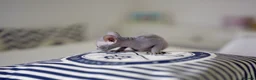 Sphynx cats for sale: Gorgeous silver Sphynx girl - Advert 8